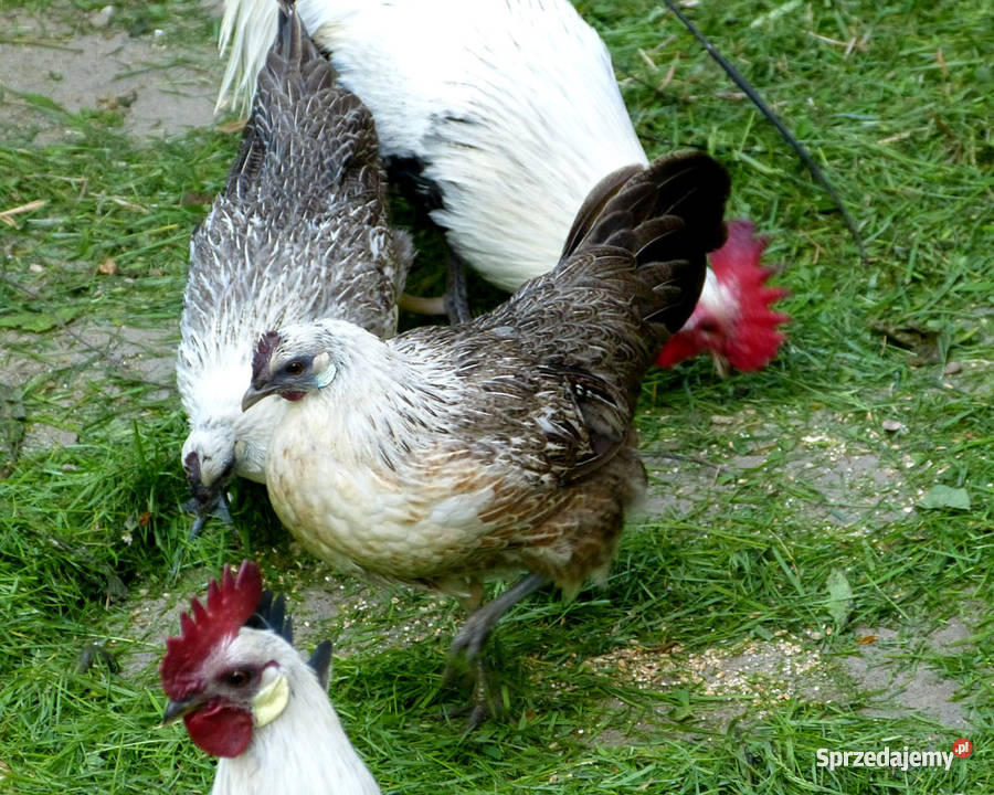Kury koguty Feniksy Fenix Feniks para Zgorzelec