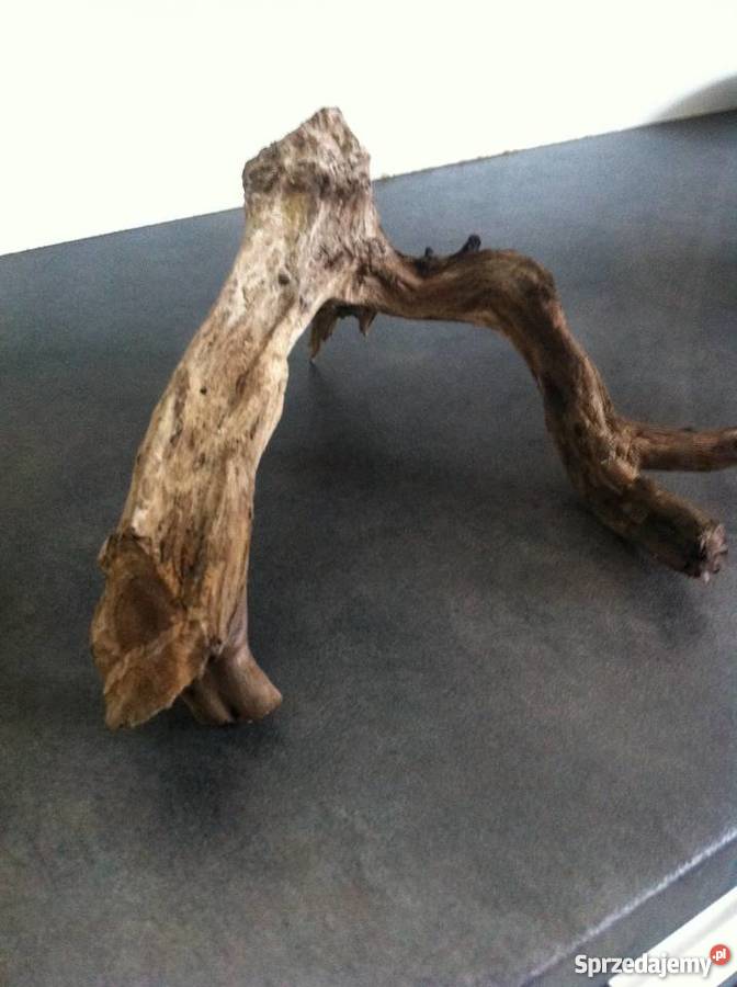 Korzeń dębu do akwarium Starachowice sprzedam