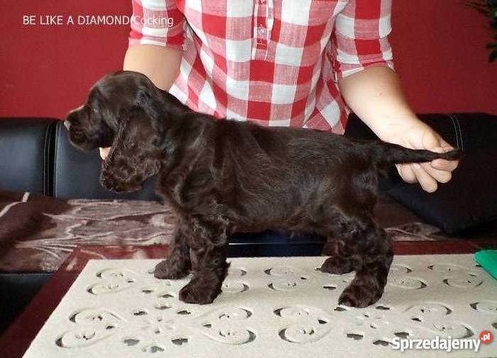 Cocker Spaniel Agielski rodowodowy piesek Radomsko sprzedam
