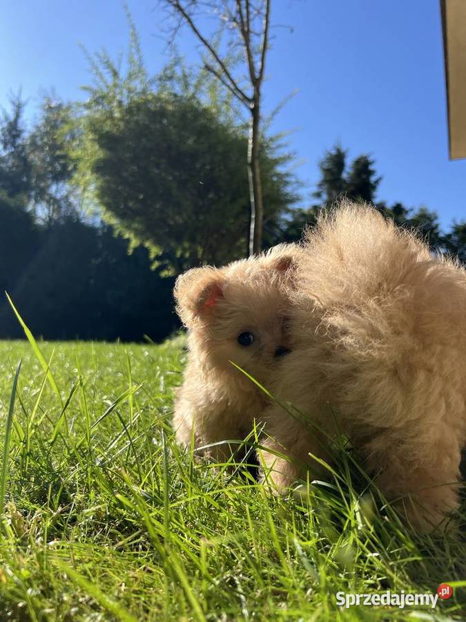 Piesek Pomapoo Miniaturka puchaty miś pies z Toruń