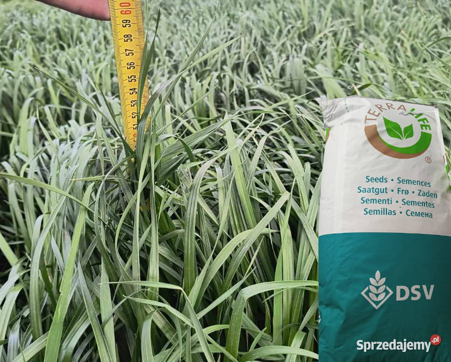 DSV mieszanka Gorzowska poplonowa na słabe gleby Kartuzy