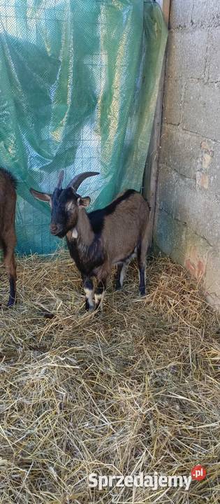 Koza młoda Rolnictwo pomorskie Zawory