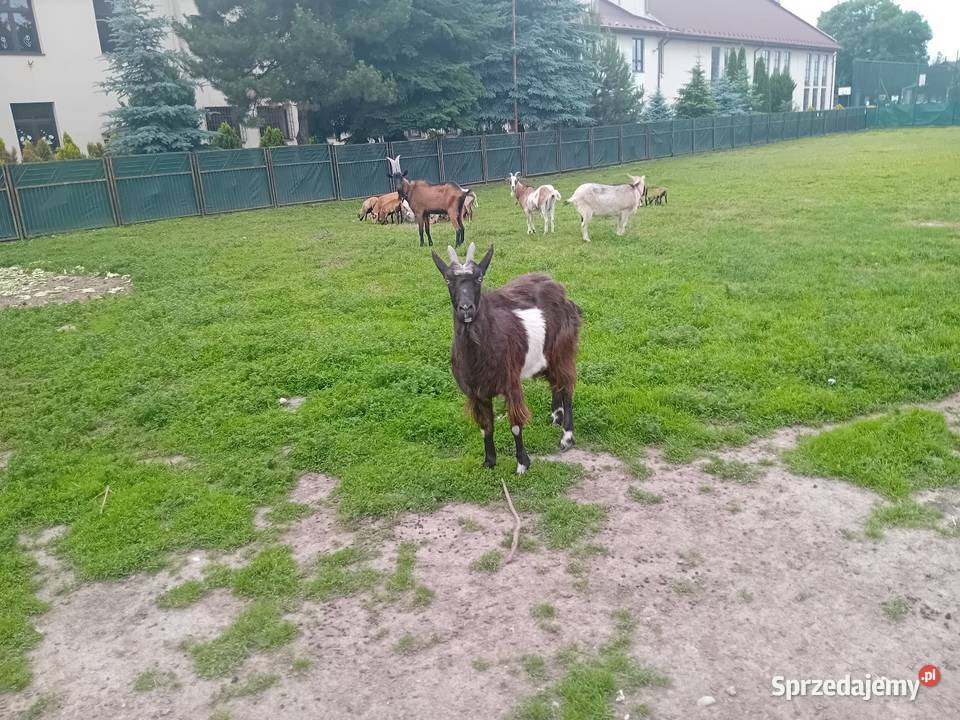 Owce barany kameruńskie Wawrzeńczyce