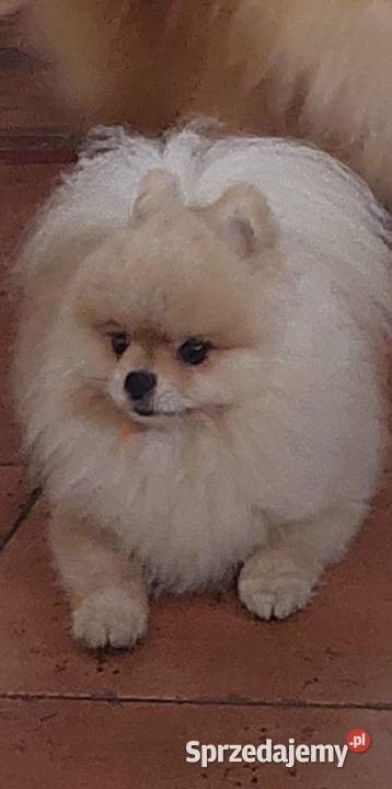 Pomeranian ZKwP FCI szpic miniaturowy rasowy Legnica