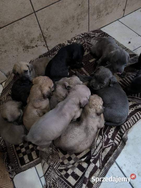 Cane Corso szczeniaki Zwierzęta Cieszanów sprzedam