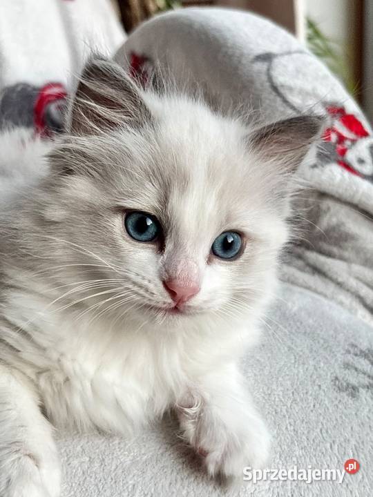 kocurek RAGDOLL blue bicolor rodowód Skierniewice