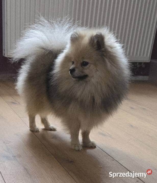 Pomeranian szpic miniaturowy zkwp FCI Szpic miniaturowy Zwierzęta Piątkowisko