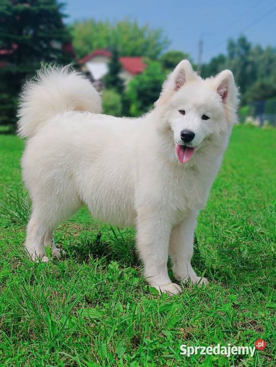 Szczeniaki Samoyed piesek gotowy do odbioru Pozostałe