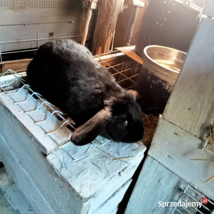 Sprzedam młodą kotna samice królika Trzepnica