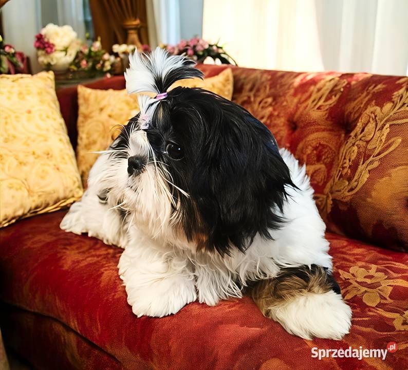 Shih tzu suczka piękna dolnośląskie Wałbrzych sprzedam
