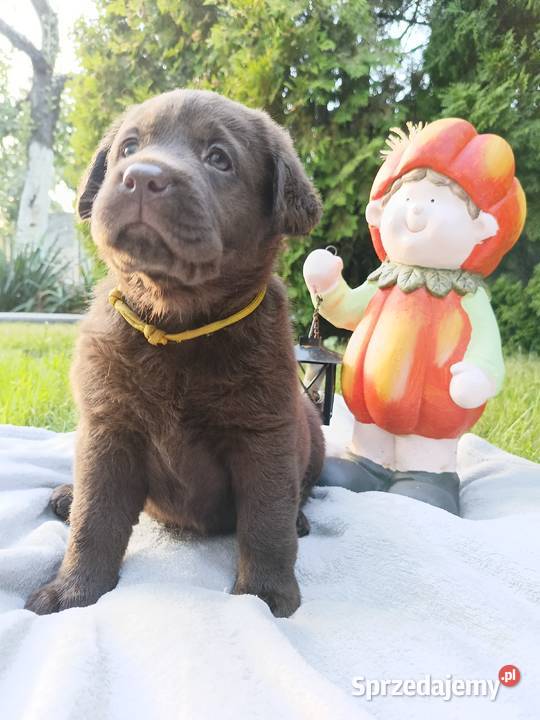 Labrador Retriever Czekoladowa Suczka ZkwpFCI Dąbrowa Tarnowska