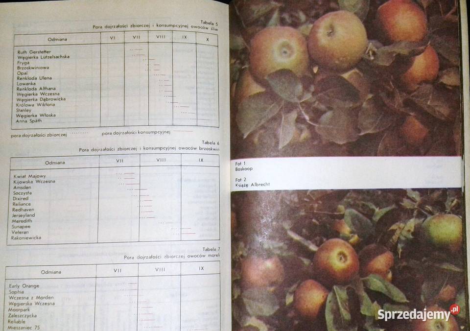 Owoce z mojej działki Tomasz Rejman Chełm