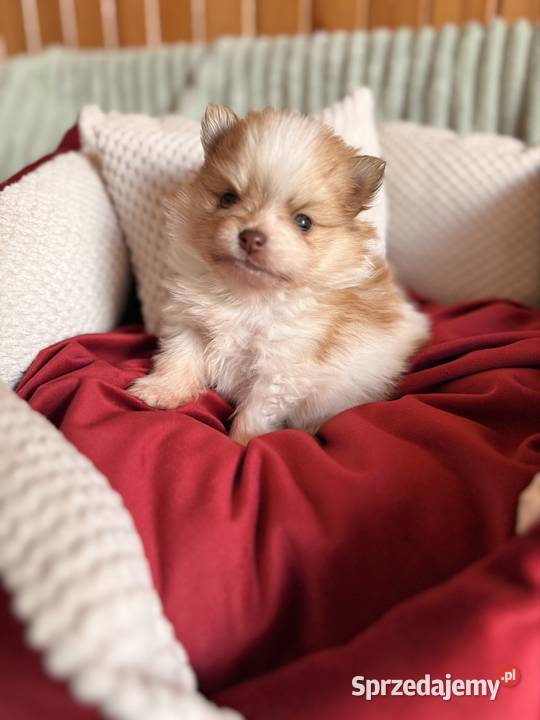 Szpic miniaturowypomeranian Zrębice