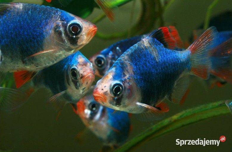 Brzanka sumatrzańska zielona Brzanka mszysta Zwierzęta Gdańsk