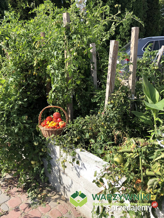 Warzywnik betonowy Skrzynia na warzywa Rabata podkarpackie Górno