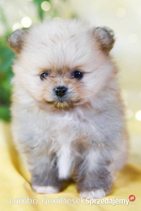 Pomeranian Szpic Miniaturowy Zwierzęta łódzkie Dłutów