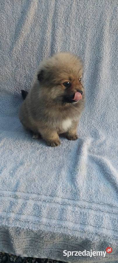 Szpic miniaturowy szczeniak Żabno sprzedam