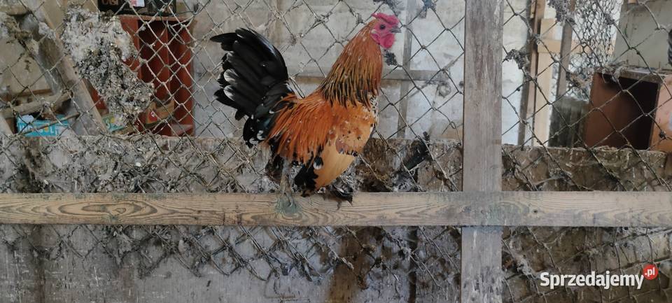 Sprzedam koguty kolorowe lubelskie Tokarówka