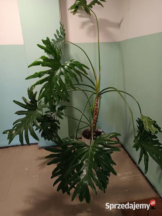 Filodendron duży zdrowy
