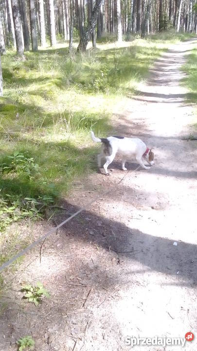 Domowy hotel psów małe rasy bez klatek