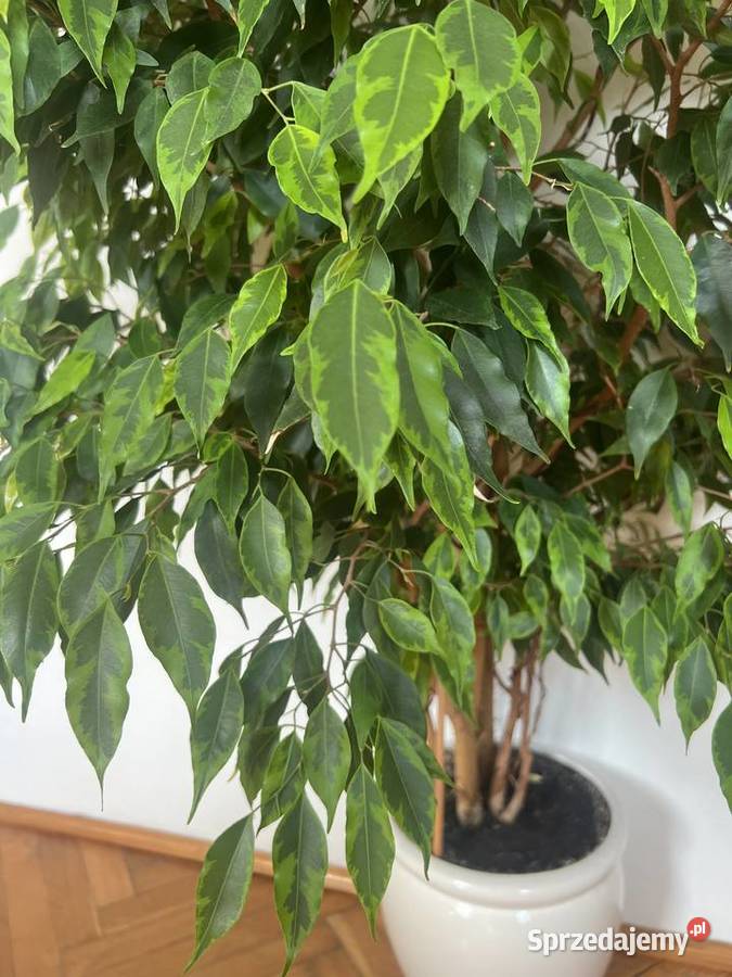 fikus beniamina żywy 198 zdrowy zadbany Syców