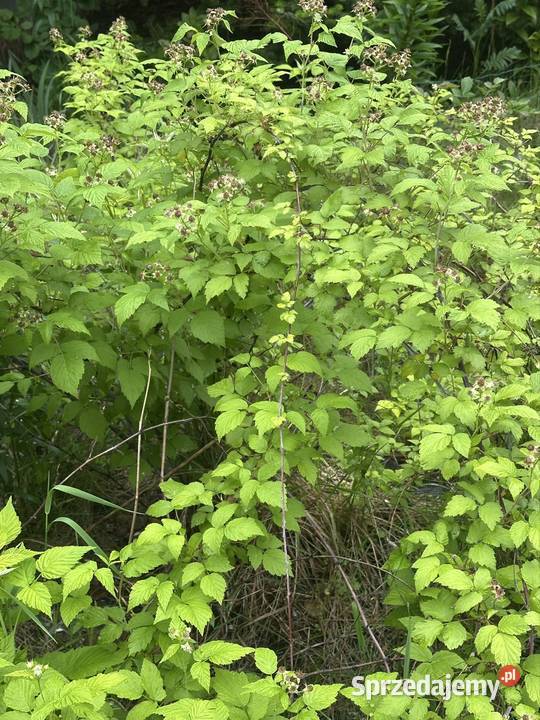 Jeżyna sadzonki Aleksandrów Łódzki