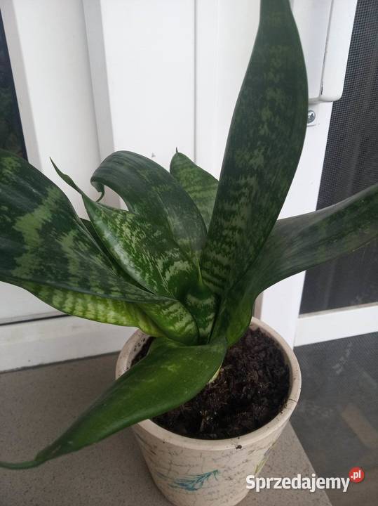 SANSEVIERA GREEN HAHNI Warszawa