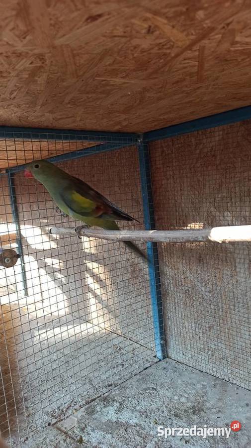 Czerwonoskrzydła i Berg samce Ptaki małopolskie Czubrowice