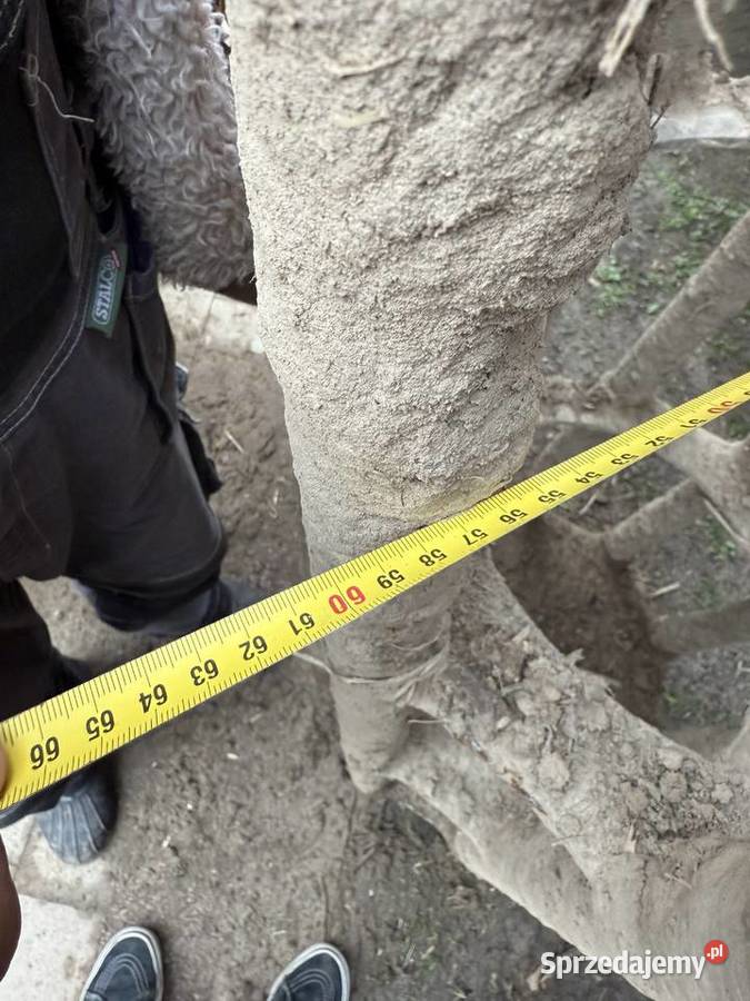 Brona talerzowa staltech 45m nieuszkodzony Nowa Sarzyna