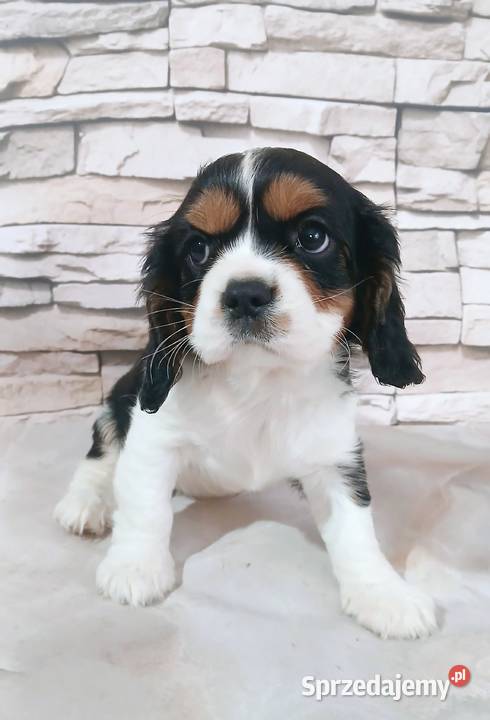 szczenięta Cavalier king charles spaniel Rzeszów