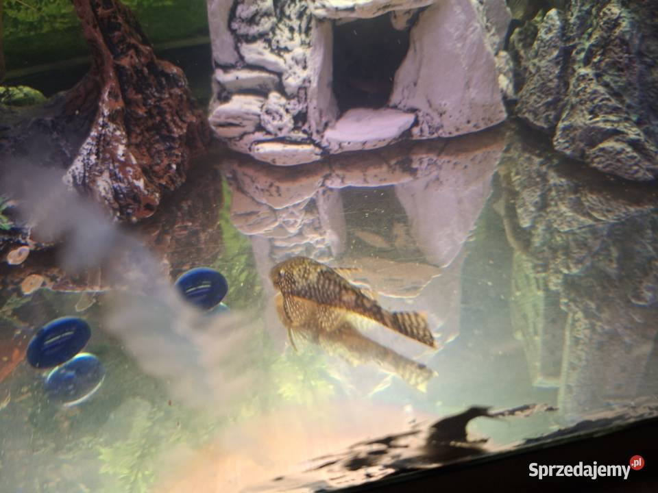 Sprzedam akwarium małopolskie Nowy Targ