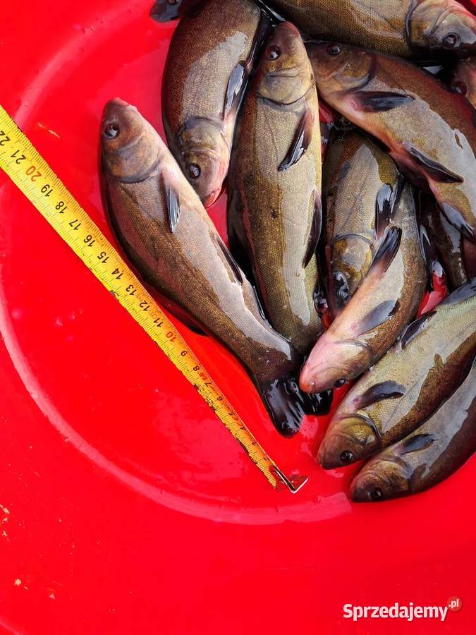 Karp 1520 Węgorz jesiotr Warszawa