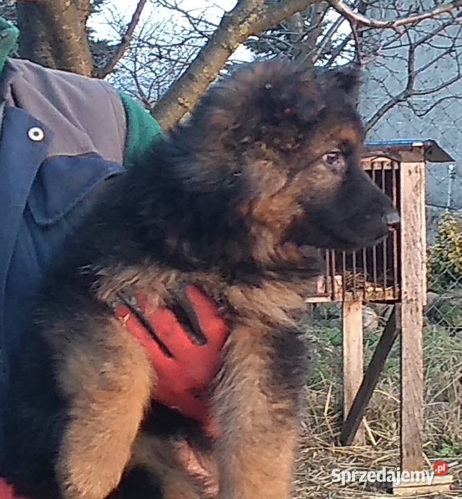 Szczenięta Owczarek Niemiecki 2 miesiące Nowa Góra