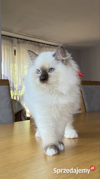 Kotka ragdoll FPL wystawowo hodowlana Warszawa sprzedam