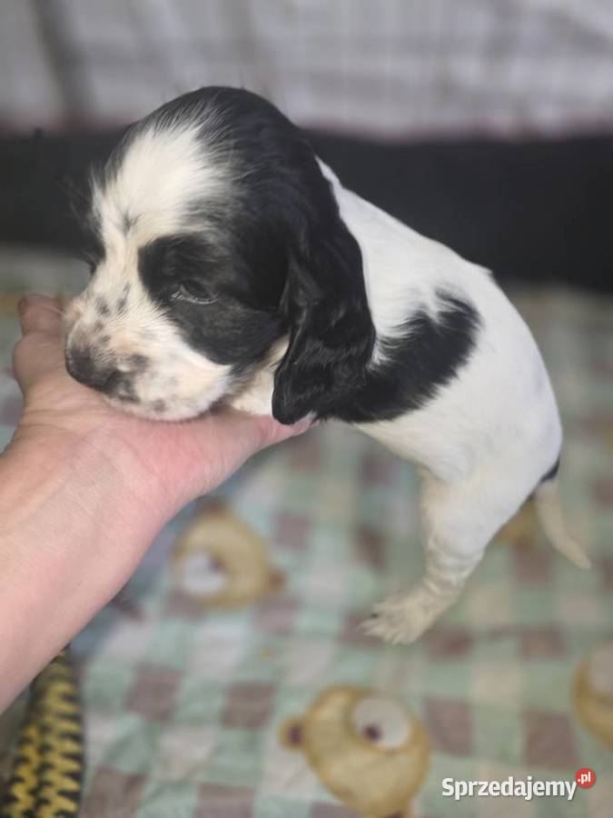 Cocker Spaniel Angielski Żelazków