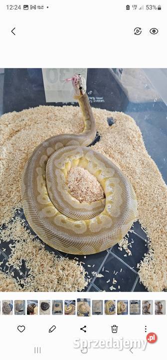 Piekna samica pyton królewski lesser cinnamon pomorskie