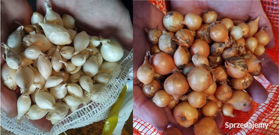 Cebula do sadzenia Kadłub