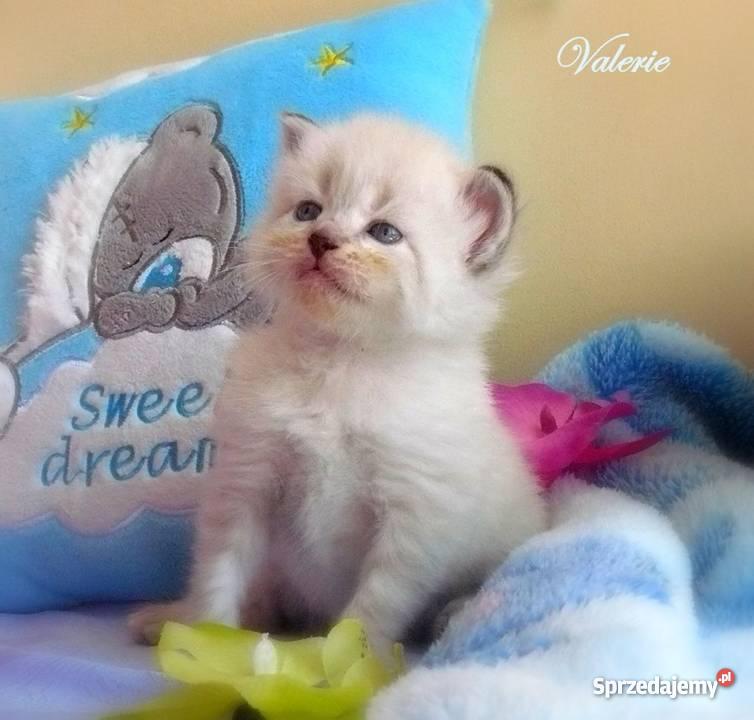 Kocięta syberyjskie rodowodowe Tczew