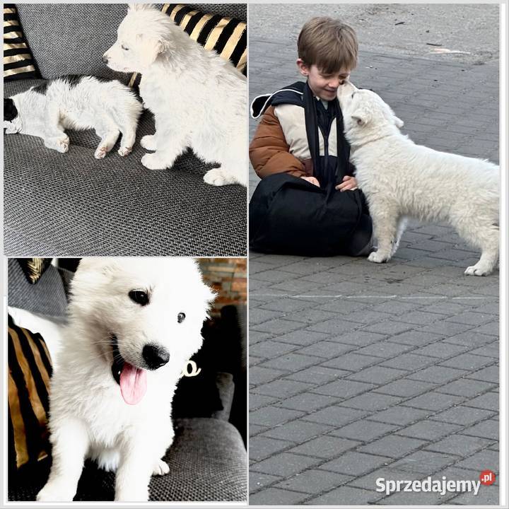 Biały Owczarek Szwajcarski wielkopolskie