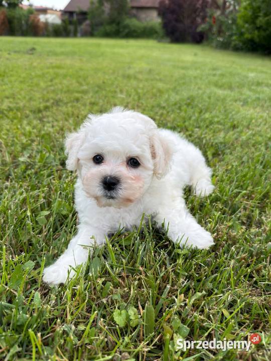 Bichon frise Fci Toszek