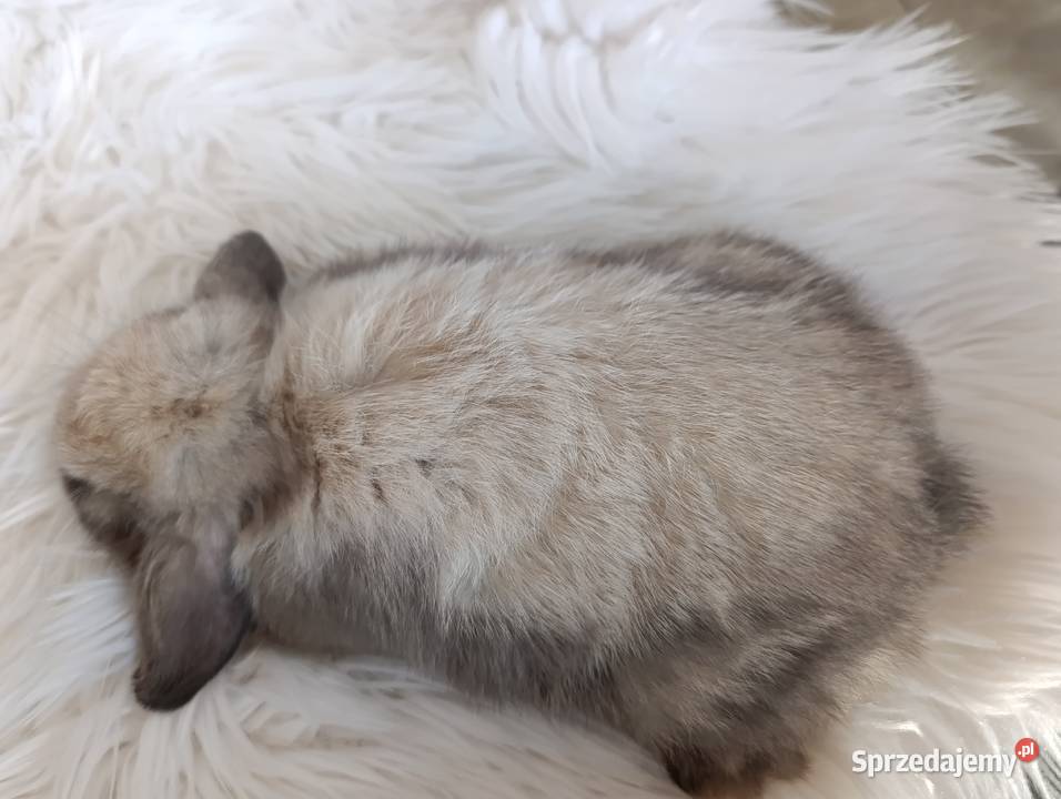 Królik miniaturka mini lop Szczucin
