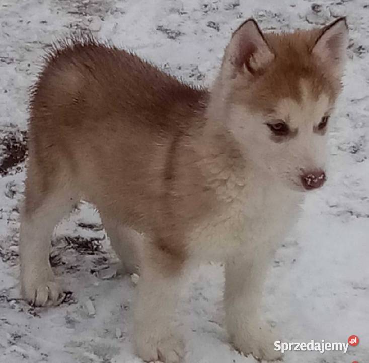 Syberian Husky Krotoszyn