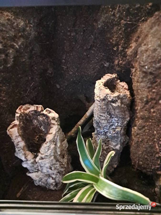 Sprzedam używane terrarium stan db jedno małe Akcesoria dla zwierząt