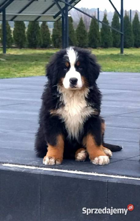 Berneński Pies Pasterski mazowieckie Radom sprzedam