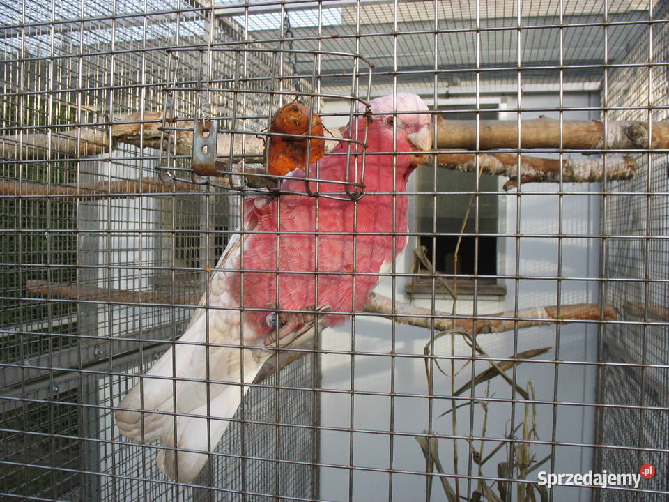 Kakadu Różowe Lutino Poznań sprzedam