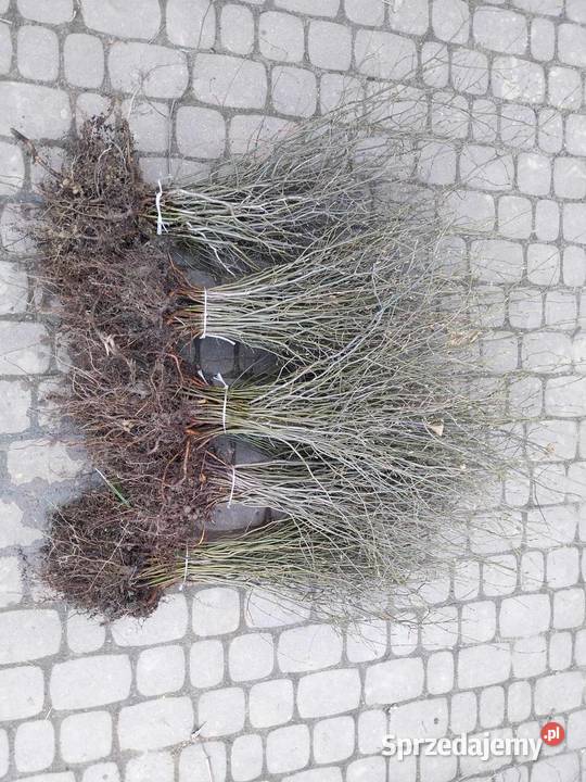 Grab Sadzonki nasadzeniażywopłot Jasło