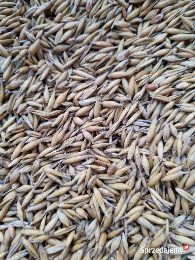 Sprzedam owies mazowieckie Garwolin sprzedam