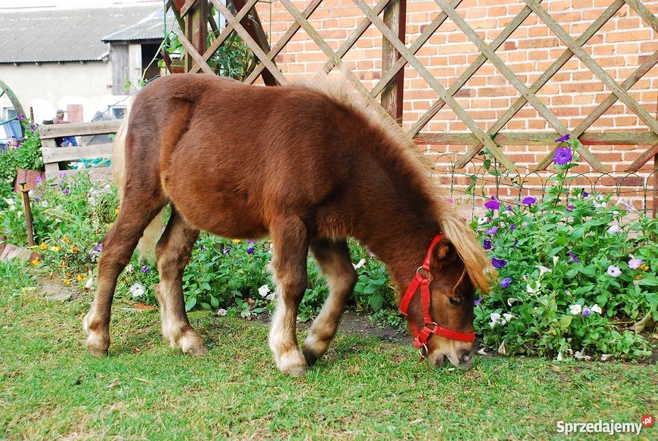 Kuc kuce klacz na sprzedaż Świecie
