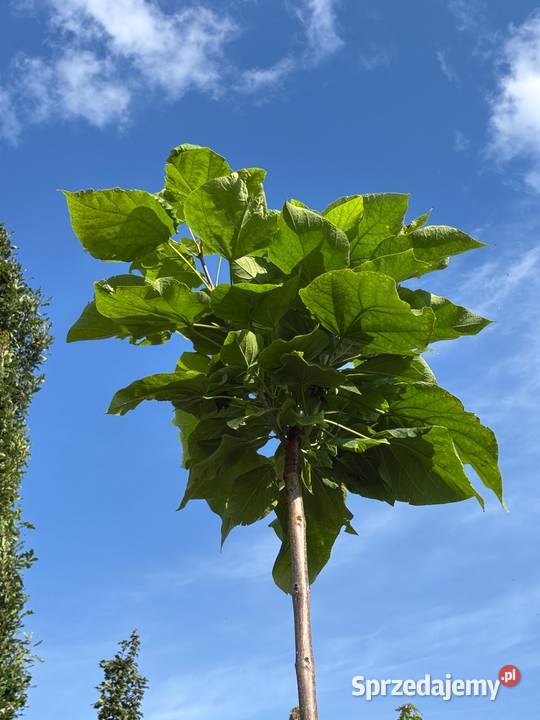 Surmia bignoniowa Nana Katalpa Catalpa 15m 23m Toruń