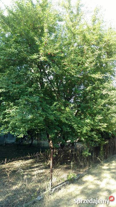 Działka ROD Warszawa Jedność 500 m2 na Grunty i działki